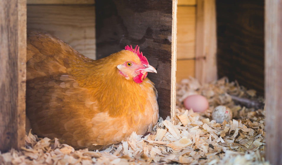 Incubation des œufs de poule : naturelle ou en incubateur?