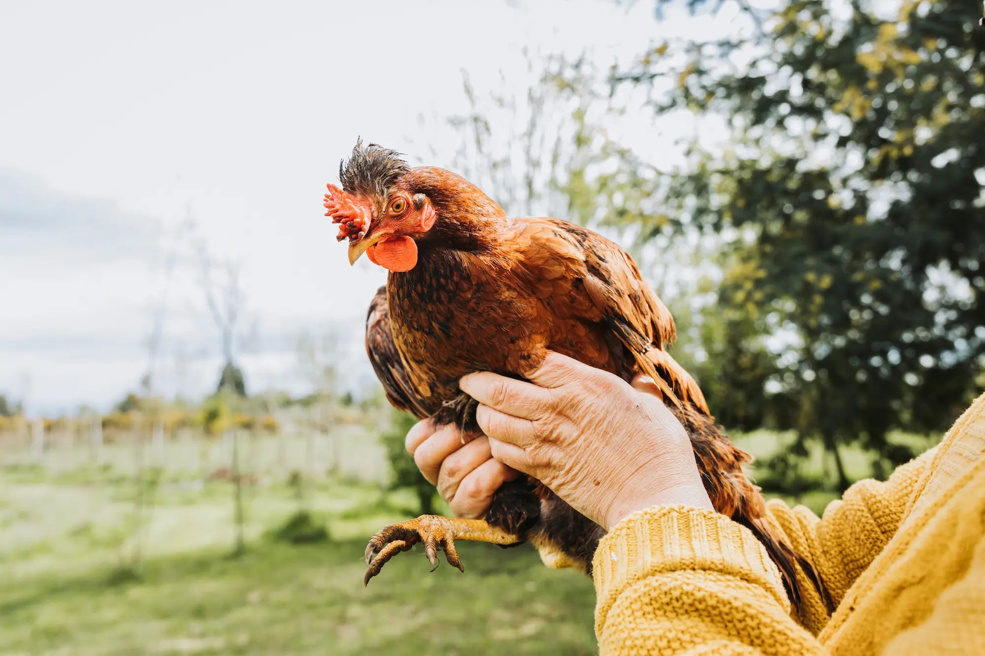 Elevage de poules pondeuses plumes champetres