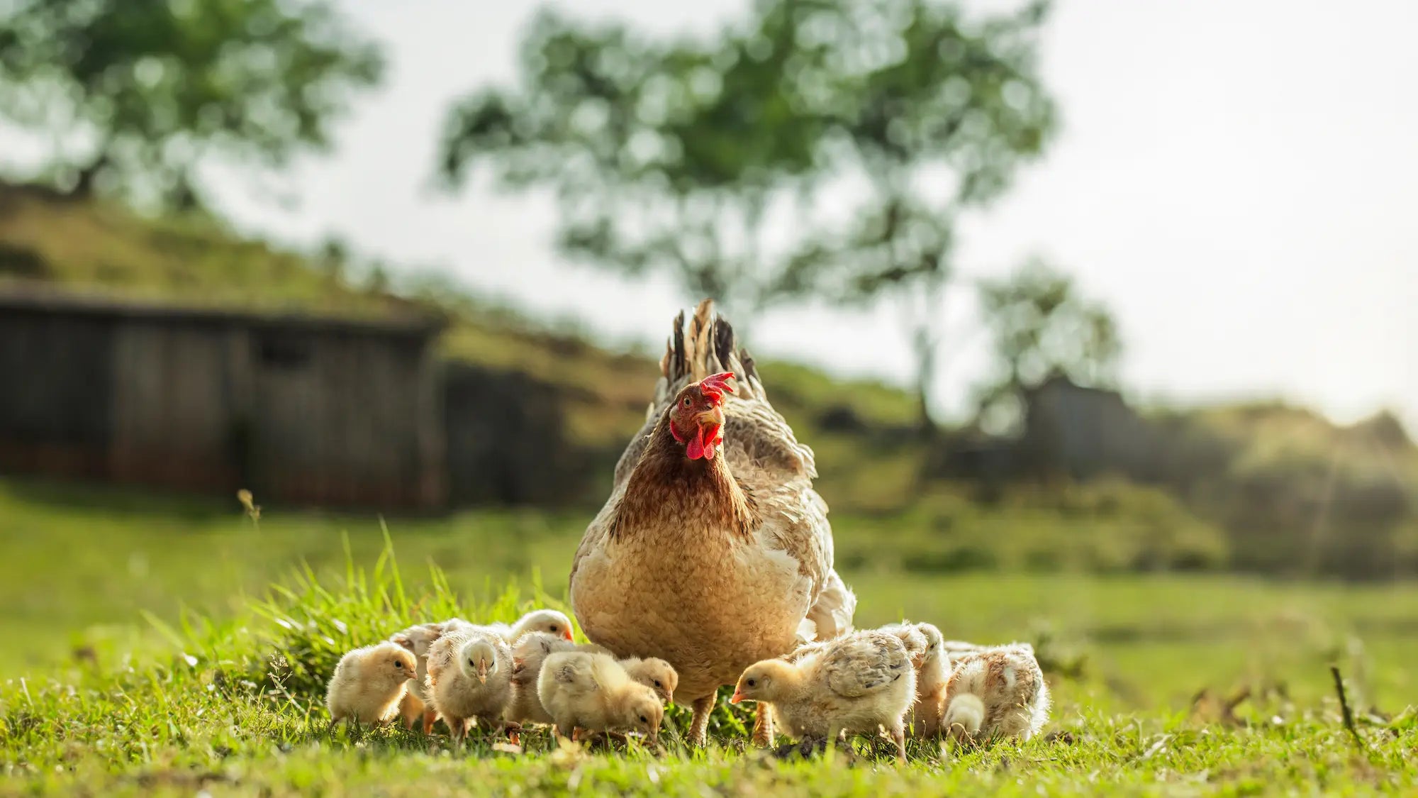 Elevage de poules pondeuses, poussins
