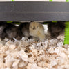Plaque chauffante pour poussins  – Chaleur sécuritaire et économique