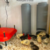 Prototype mangeoire poules essai plumes champetres