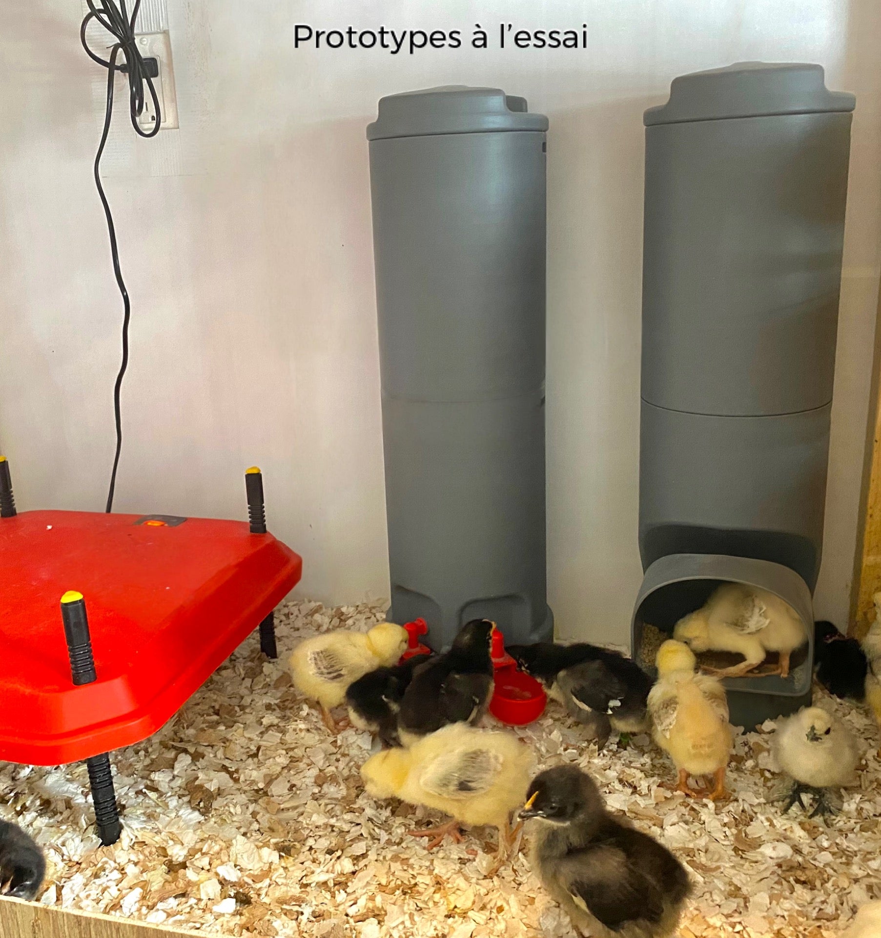 Prototype mangeoire poules essai plumes champetres