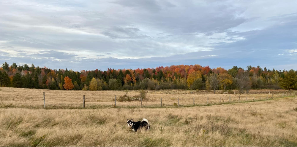 Vue montagne et chien entete a propos